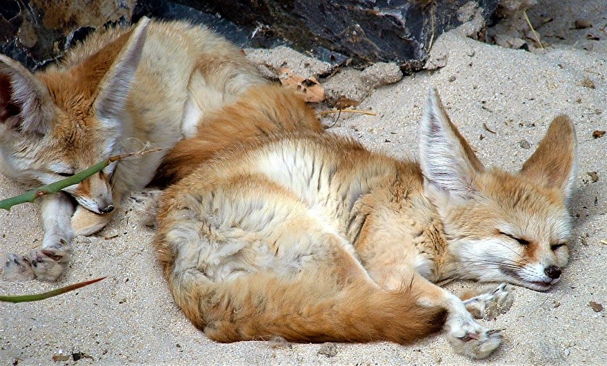 Belgie Vos Als Huisdier - Vogels